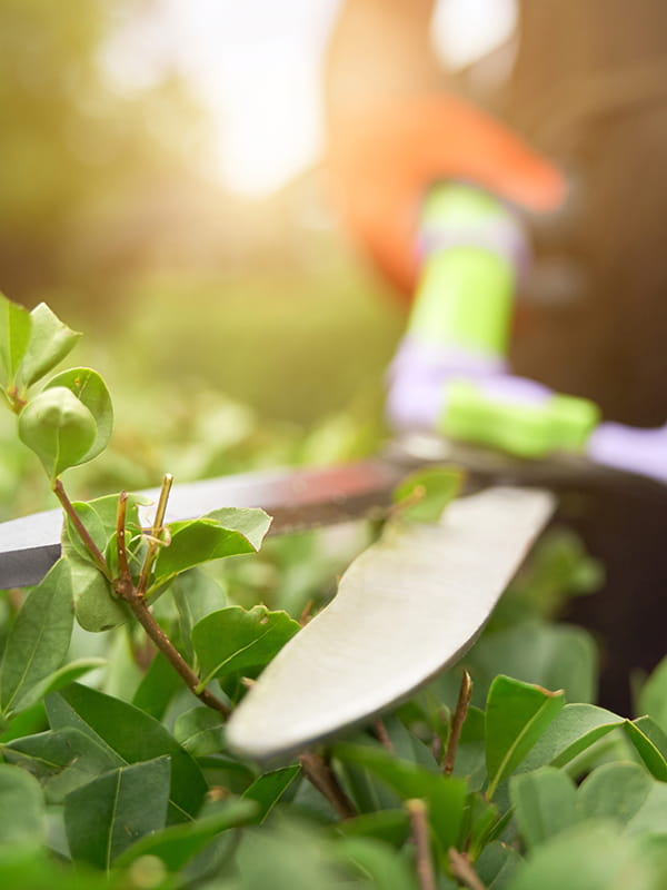 Jardinage_Service